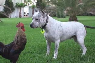 鸡狗大战搞笑视频,爆笑视频，笑料横生，宠物界的欢乐对决！